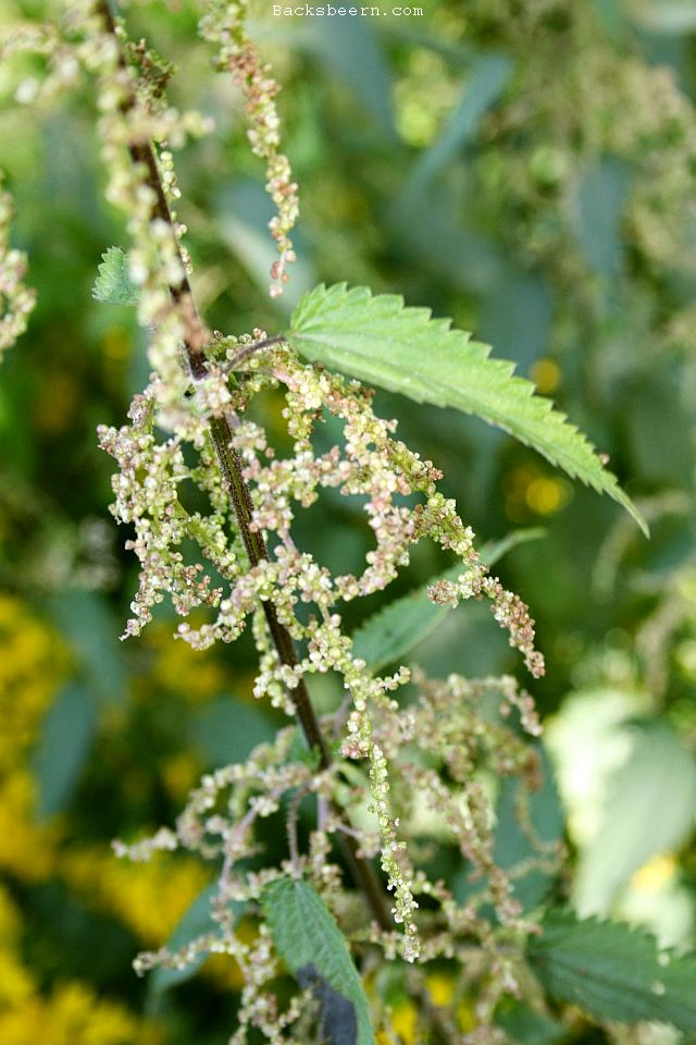 wildkräuter juli 2013 005-k